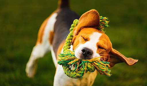dogstock3